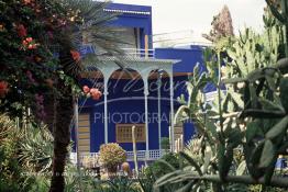 Image du Maroc Professionnelle de  Le Jardin Majorelle une pure merveille crée par le peintre français Jacques Majorelle, qui a eu le coup de foudre pour Marrakech. Yves Saint Laurent et Pierre Bergé font l’acquisition de ce havre de paix durant les années quatre-vingt où Yves Saint Laurent dessina plusieurs pièces. son voeux était de faire de ce parc une œuvre d’art vivante. On y découvre des plantes provenant des cinq continents, yuccas d’Océanie, lotus d’Asie, cactus d’Amérique, palmiers d’Afrique et cyprès d’Europe …, à Marrakech le Lundi 18 Août 1997. ((Photo / Abdeljalil Bounhar) 